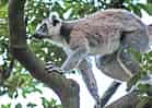 動物図鑑・ワオキツネザルの写真 12